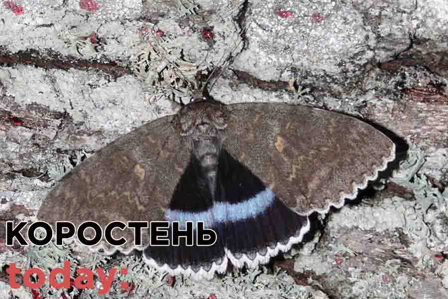chorn ptica 11
